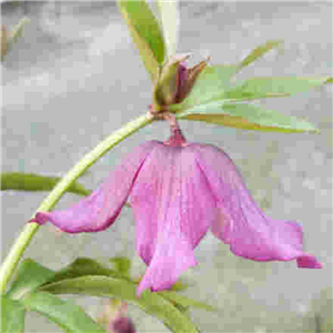 Helleborus X Hybridus Woodland Pink
